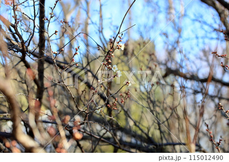 咲始め　しらうめの花 115012490