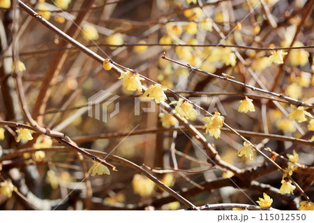 ソシンロウバイの花 ソシンロウバイの花 115012550
