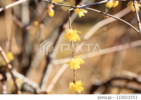 ソシンロウバイの花 115012551