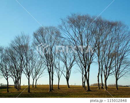 真冬の水元公園の欅の枯れ木風景 115012848