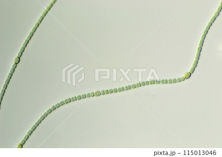 ラン藻 ネンジュモ ラン藻 ネンジュモ 115013046