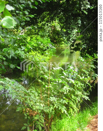 緑のある水辺の風景 115013160