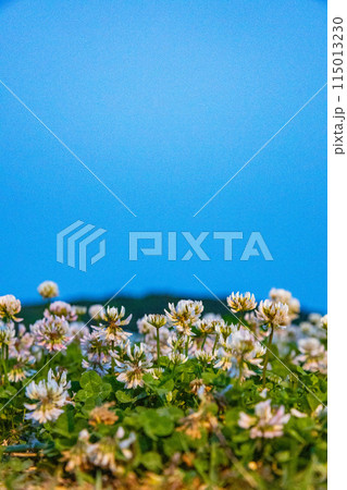 シロツメクサ 115013230