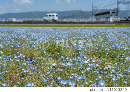 三重県いなべ市 大泉駅付近の畑一面に咲くブルーのネモフィラ 三重県いなべ市 大泉駅付近の畑一面に咲くブルーのネモフィラ 115013249