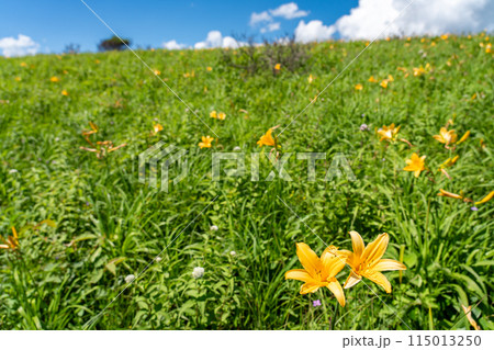 長野県茅野市 夏の車山高原の黄色いニッコウキスゲの花 長野県茅野市 夏の車山高原の黄色いニッコウキスゲの花 115013250