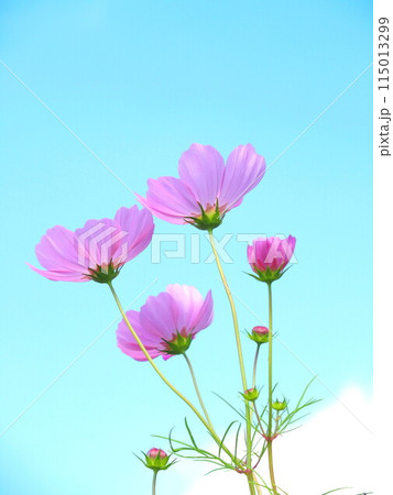 秋の野原に咲くピンクのコスモス 115013299