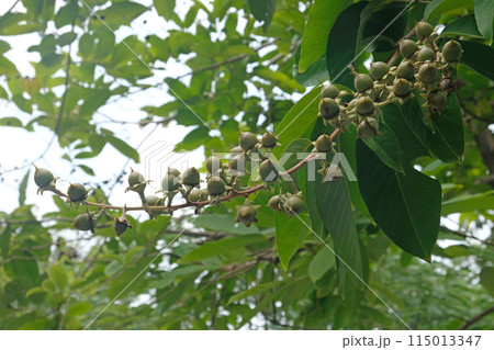 Tabaek fruit, the propagation of natural wood. 115013347