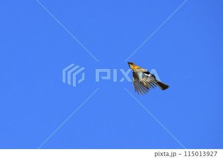 ミヤマカケス飛翔 ミヤマカケス飛翔 115013927