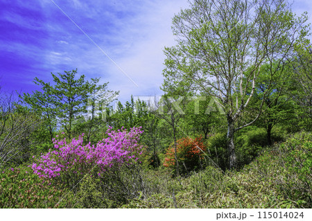 新緑とツツジ 新緑とツツジ 115014024