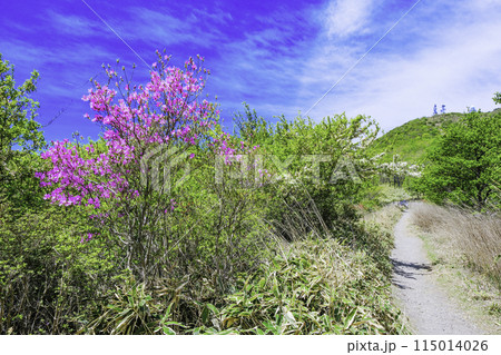 ミツバツツジと地蔵岳 115014026