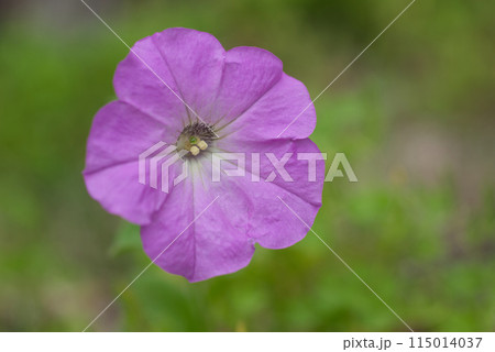初夏の庭先に咲く鮮やかなピンク色のペチュニアの花 115014037
