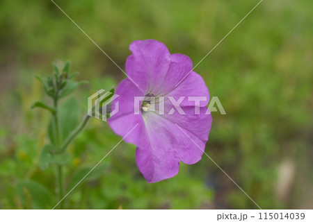 初夏の庭先に咲く鮮やかなピンク色のペチュニアの花 初夏の庭先に咲く鮮やかなピンク色のペチュニアの花 115014039