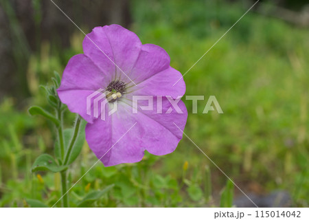 初夏の庭先に咲く鮮やかなピンク色のペチュニアの花 初夏の庭先に咲く鮮やかなピンク色のペチュニアの花 115014042