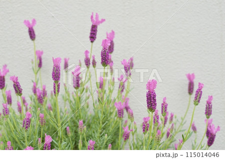 白バックにフレンチラベンダーの花　　　　 115014046