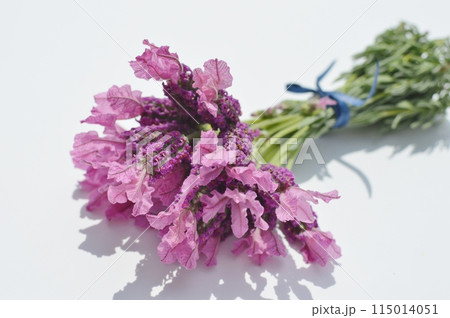 白バックにフレンチラベンダーの花束 白バックにフレンチラベンダーの花束 115014051