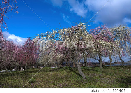 青空バックに見る満開のカラフルな梅林公園の情景 青空バックに見る満開のカラフルな梅林公園の情景 115014054