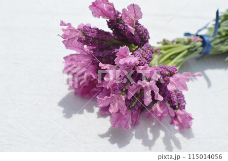 白バックにフレンチラベンダーの花束 白バックにフレンチラベンダーの花束 115014056