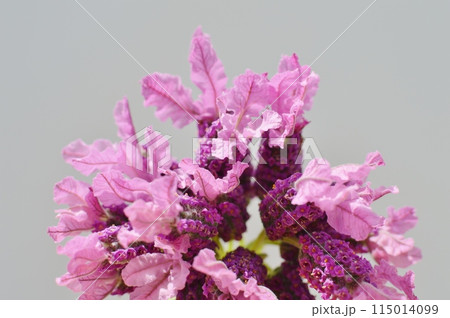 白バックにフレンチラベンダーの花 白バックにフレンチラベンダーの花 115014099