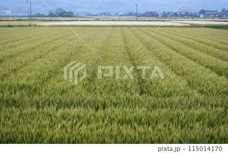 麦 115014170