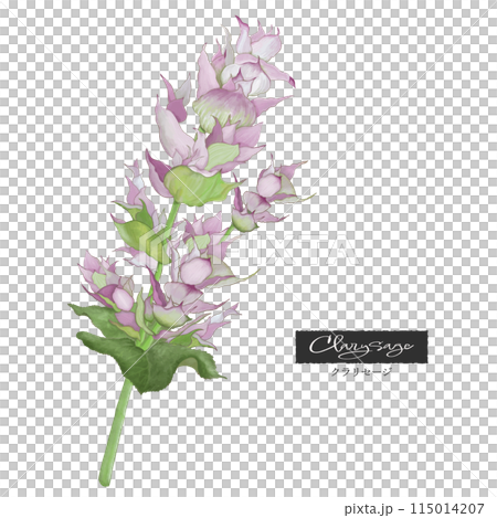 快樂鼠尾草，彩色鉛筆風格插圖，芳香植物，精油和香氣 115014207