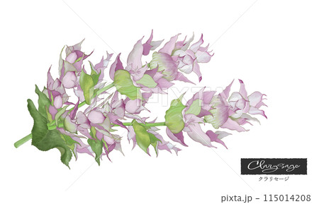 クラリセージ・色鉛筆風イラスト・芳香植物・精油＆アロマ 115014208