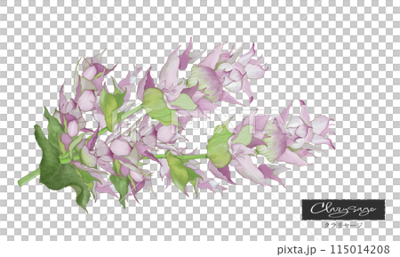 Clary sage, colored pencil illustration, aromatic plants, essential oils and aromas Clary sage, colored pencil illustration, aromatic plants, essential oils and aromas 115014208