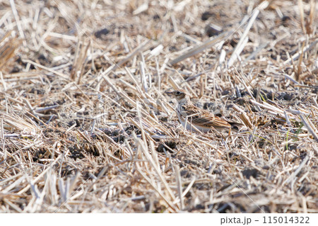 美しいヒバリ(ヒバリ科)。 日本国栃木県栃木市、渡良瀬遊水地にて。 ラムサール条約登録地。 202 美しいヒバリ(ヒバリ科)。 日本国栃木県栃木市、渡良瀬遊水地にて。 ラムサール条約登録地。 202 115014322