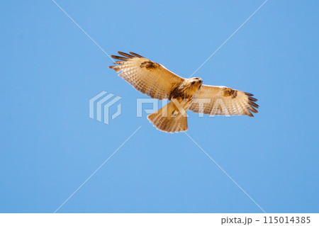 狩りのために葦原を飛翔する美しいノスリ（タカ科）。  日本国栃木県栃木市、渡良瀬遊水地にて。 ラムサ 115014385