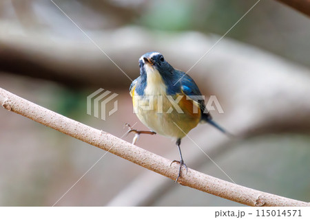 羽ばたいて飛び出す幸せの青い鳥、可愛いルリビタキ（ヒタキ科）。  日本国東京都文京区、小石川植物園に 115014571