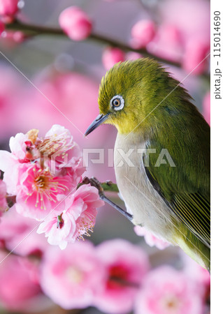 梅の花と可愛いメジロ(メジロ科)。 花鳥風月。 日本国東京都文京区、小石川植物園にて。 2024年 梅の花と可愛いメジロ(メジロ科)。 花鳥風月。 日本国東京都文京区、小石川植物園にて。 2024年 115014690
