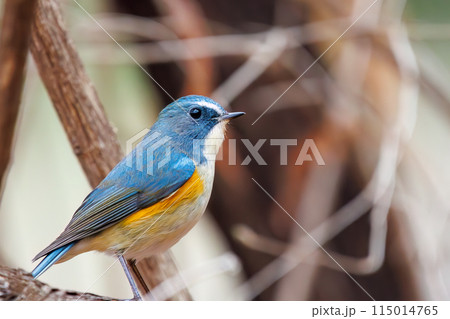 幸せの青い鳥、可愛いルリビタキ(ヒタキ科)。 日本国東京都文京区、小石川植物園にて。 2024年新 幸せの青い鳥、可愛いルリビタキ(ヒタキ科)。 日本国東京都文京区、小石川植物園にて。 2024年新 115014765