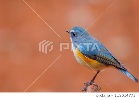 幸せの青い鳥、可愛いルリビタキ(ヒタキ科)。 日本国東京都文京区、小石川植物園にて。 2024年新 幸せの青い鳥、可愛いルリビタキ(ヒタキ科)。 日本国東京都文京区、小石川植物園にて。 2024年新 115014773