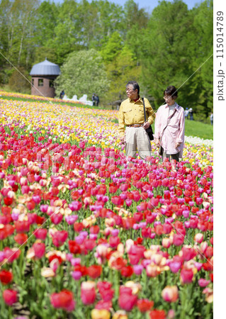 満開のチューリップ畑を観光するシニアの夫婦 満開のチューリップ畑を観光するシニアの夫婦 115014789
