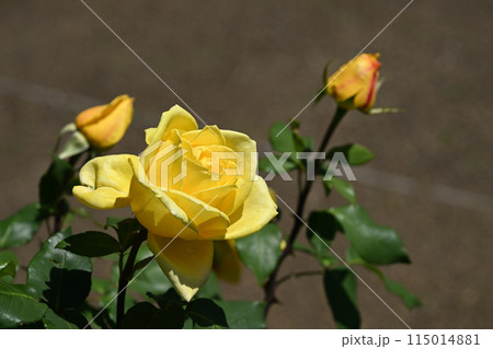 ゴールデン・ハート 115014881