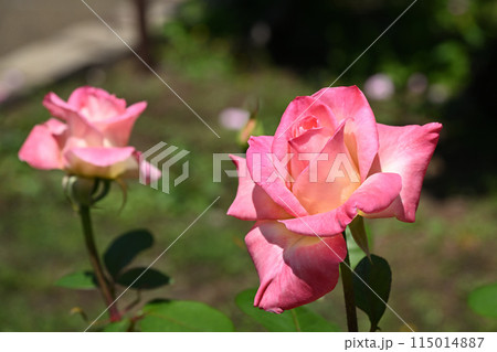 ダイアナ・プリンセス・オブ・ウェールズ 115014887