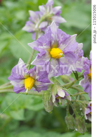初夏の家庭菜園に咲くじゃがいもの紫色の花 初夏の家庭菜園に咲くじゃがいもの紫色の花 115015006