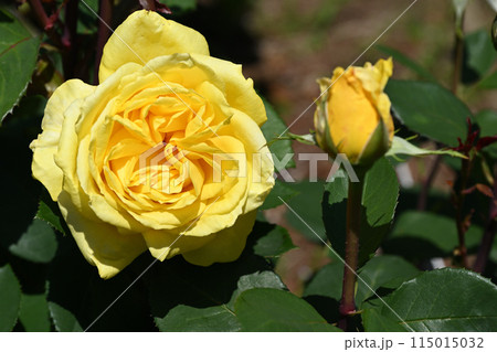 ローズ・ヨコハマ 115015032