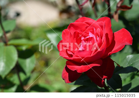 宴・バラ 115015035