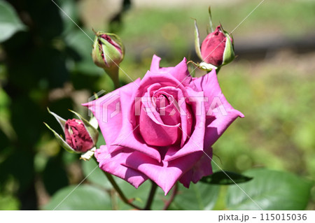 紫雲・バラ 紫雲・バラ 115015036