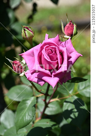 紫雲・バラ 115015037