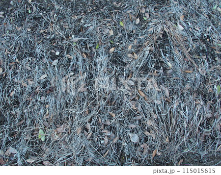 冬の枯れ草の放置されたままの花壇 冬の枯れ草の放置されたままの花壇 115015615