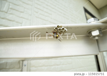 ベランダに造られた蜂の巣 115015731