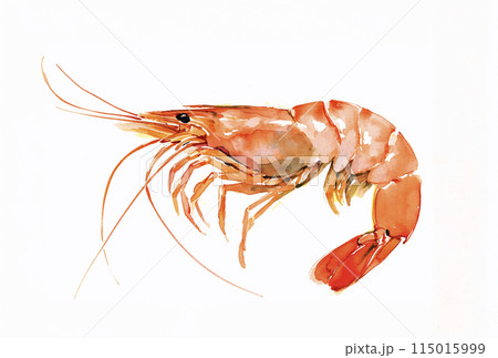 海老の水彩イラスト	 海老の水彩イラスト	 115015999