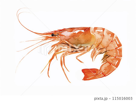 海老の水彩イラスト	 海老の水彩イラスト	 115016003
