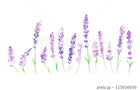 水彩画。水彩タッチのラベンダーイラスト。ラベンダーのベクターイラスト。夏のラベンダー背景。 水彩画。水彩タッチのラベンダーイラスト。ラベンダーのベクターイラスト。夏のラベンダー背景。 115016030