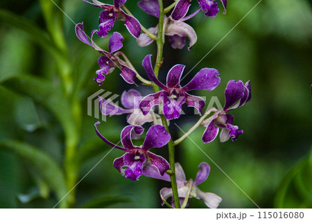 A beautiful purple orchid seen whilst on vacation in Singapore in 2024. A beautiful purple orchid seen whilst on vacation in Singapore in 2024. 115016080