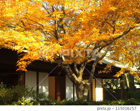 モミジの黄葉のある一茶双樹亭風景 115016257