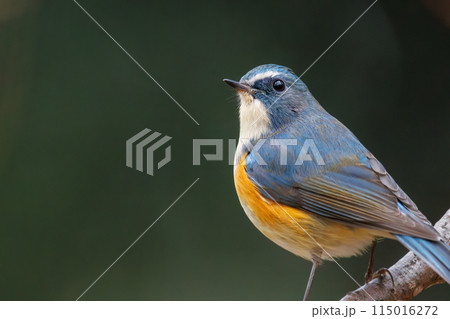 幸せの青い鳥、可愛いルリビタキ（ヒタキ科）。  日本国東京都文京区、小石川植物園にて。 2024年新 115016272