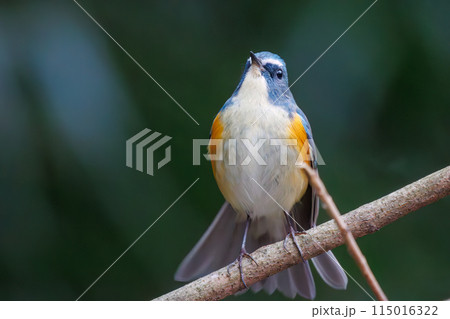 羽ばたいて飛び出す幸せの青い鳥、可愛いルリビタキ（ヒタキ科）。  日本国東京都文京区、小石川植物園に 115016322
