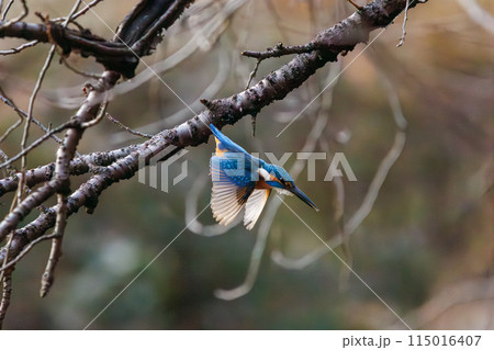 餌を捕らえるために水に飛び込む可愛いカワセミ（カワセミ科）。  日本国東京都文京区、小石川植物園にて 115016407